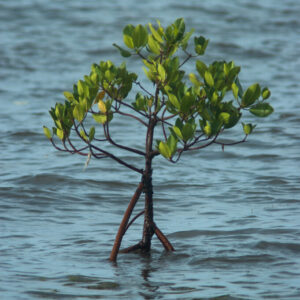 Adopt a Mangrove